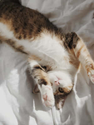 Lying Down Cute Cat Pfp Wallpaper