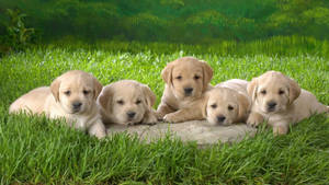 Lying Down Puppies Wallpaper