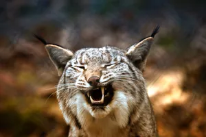 Lynx Yawn Predator Wallpaper