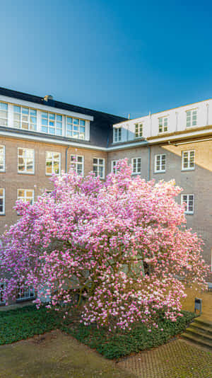 Maastricht Blooming Magnolia Tree Wallpaper