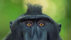 Macaque_ Closeup_ Portrait Wallpaper