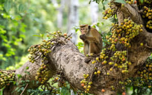 Macaque Feastingon Fruit Tree Wallpaper