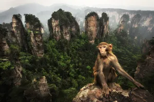 Macaque_ Majesty_ Amidst_ Mountains Wallpaper