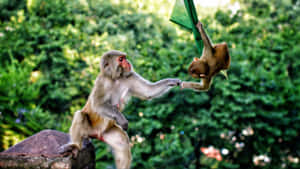 Macaque Mother Rescuing Baby Wallpaper