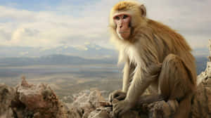 Macaque Mountain Vista Wallpaper