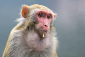 Macaque Munching Moment.jpg Wallpaper