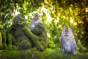 Macaques_with_ Stone_ Sculptures Wallpaper