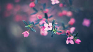 Macbook Air Tiny Flowers Wallpaper