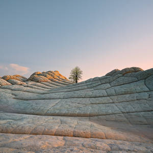 Macos Big Sur Lone Tree Wallpaper