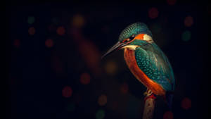 Macos Mojave Kingfisher Bird Wallpaper