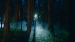 Macos Sequoia Dark Forest Wallpaper