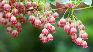Macos Sequoia Flowering Branch Wallpaper