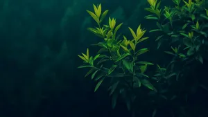 Macos Tahoe Wallpaper Wallpaper