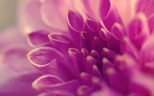Macro Flower Photograph Of Curled Petals Wallpaper