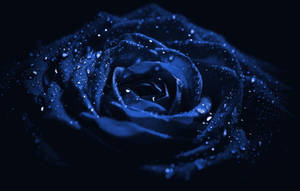 Macro Rose Aesthetic Dark Blue Hd Wallpaper