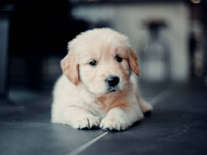 Macro Shot Golden Retriever Puppy Wallpaper