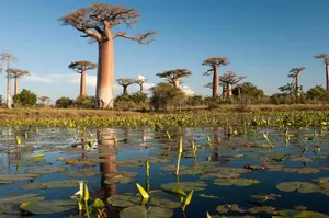 Madadascar Baobabs And Water Lilies Wallpaper