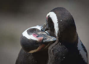 Magellanic Penguin Affection Wallpaper