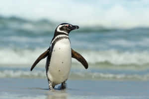 Magellanic Penguin On Beach Wallpaper