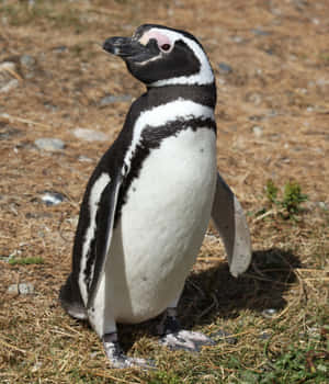 Magellanic Penguin Standing Outdoors.jpg Wallpaper