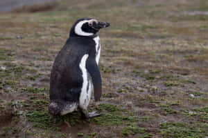 Magellanic Penguin Standingon Grassy Land Wallpaper