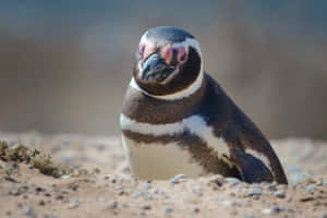 Magellanic Penguinon Sandy Ground Wallpaper