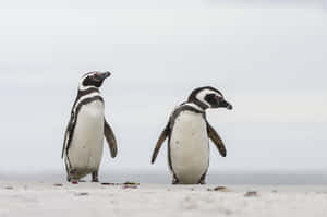Magellanic Penguins On Shoreline Wallpaper