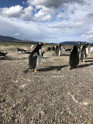 Magellanic Penguinsin Patagonia Wallpaper