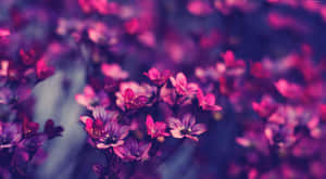 Magenta_ Floral_ Dreamscape.jpg Wallpaper