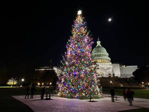 Magical Christmas Forest At Dusk Wallpaper