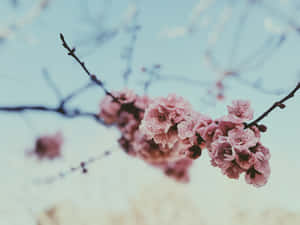 Magical Dawn Of Spring Wallpaper