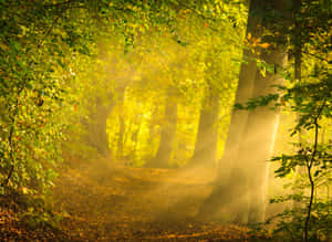 Magical Forest Majestic Sunlight Wallpaper