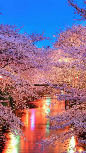 Magical Night View Of Cherry Blossom In Full Bloom Wallpaper