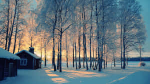 Magical View Of A Snowy Winter Morning Wallpaper