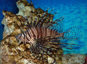 Magnificent And Graceful Lionfish Gliding Underwater Wallpaper