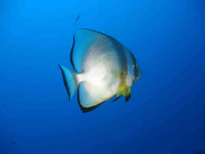 Magnificent Batfish Swimming Gracefully In The Ocean Depths Wallpaper