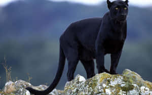 Magnificent Black Jaguar Wallpaper
