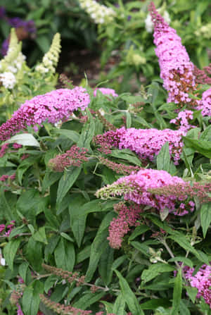 Magnificent Butterfly Bush In Full Bloom Wallpaper