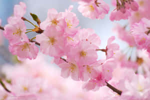 Magnificent Cherry Blossoms In Bloom Wallpaper