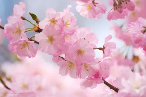 Magnificent Cherry Blossoms In Bloom Wallpaper