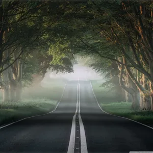 Magnificent Forest Road Wallpaper