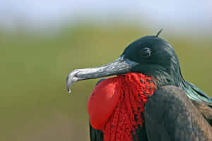 Magnificent_ Frigatebird_ Closeup Wallpaper