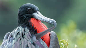 Magnificent_ Frigatebird_ Closeup Wallpaper