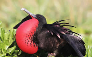 Magnificent Frigatebird Displaying Wallpaper