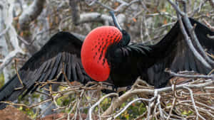 Magnificent Frigatebird Displaying Wallpaper