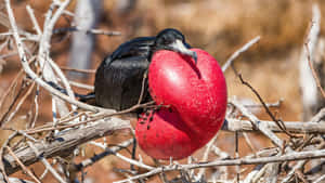 Magnificent_ Frigatebird_ Displaying Wallpaper