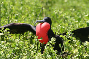 Magnificent Frigatebird Displaying Wallpaper