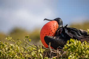 Magnificent_ Frigatebird_ Displaying Wallpaper