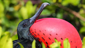 Magnificent_ Frigatebird_ Displaying Wallpaper