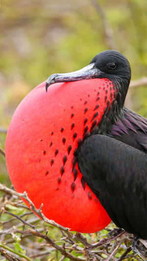 Magnificent_ Frigatebird_ Displaying_ Gular_ Sac Wallpaper